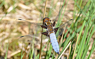 Broad-bodied Chaser (Male, Libellula depressa)